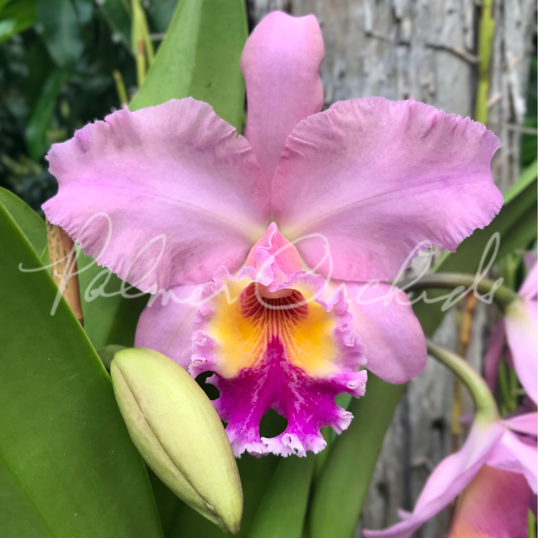 洋蘭 カトレア Rlc.[=Blc] George King 'Serendipity' シース付